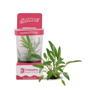 Cryptocoryne Lucens