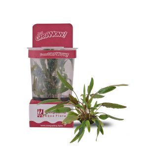 Cryptocoryne axelrodi