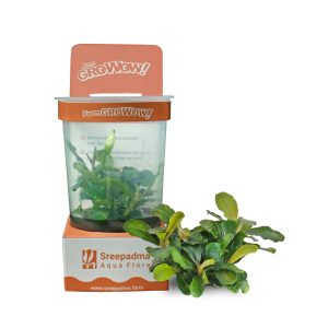 Bucephalandra 'Pygmy' - Cup